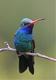 Broad-billed Hummingbirdborder=